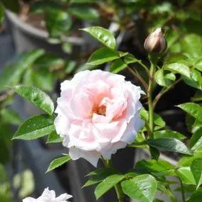 Lovely Bride Rose (Rosa Lovely Bride) 1